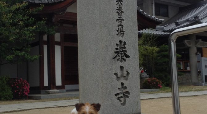 犬連れお遍路さん　５６番泰山寺