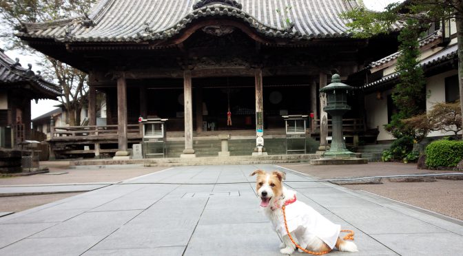 犬連れお遍路さん　１３番大日寺